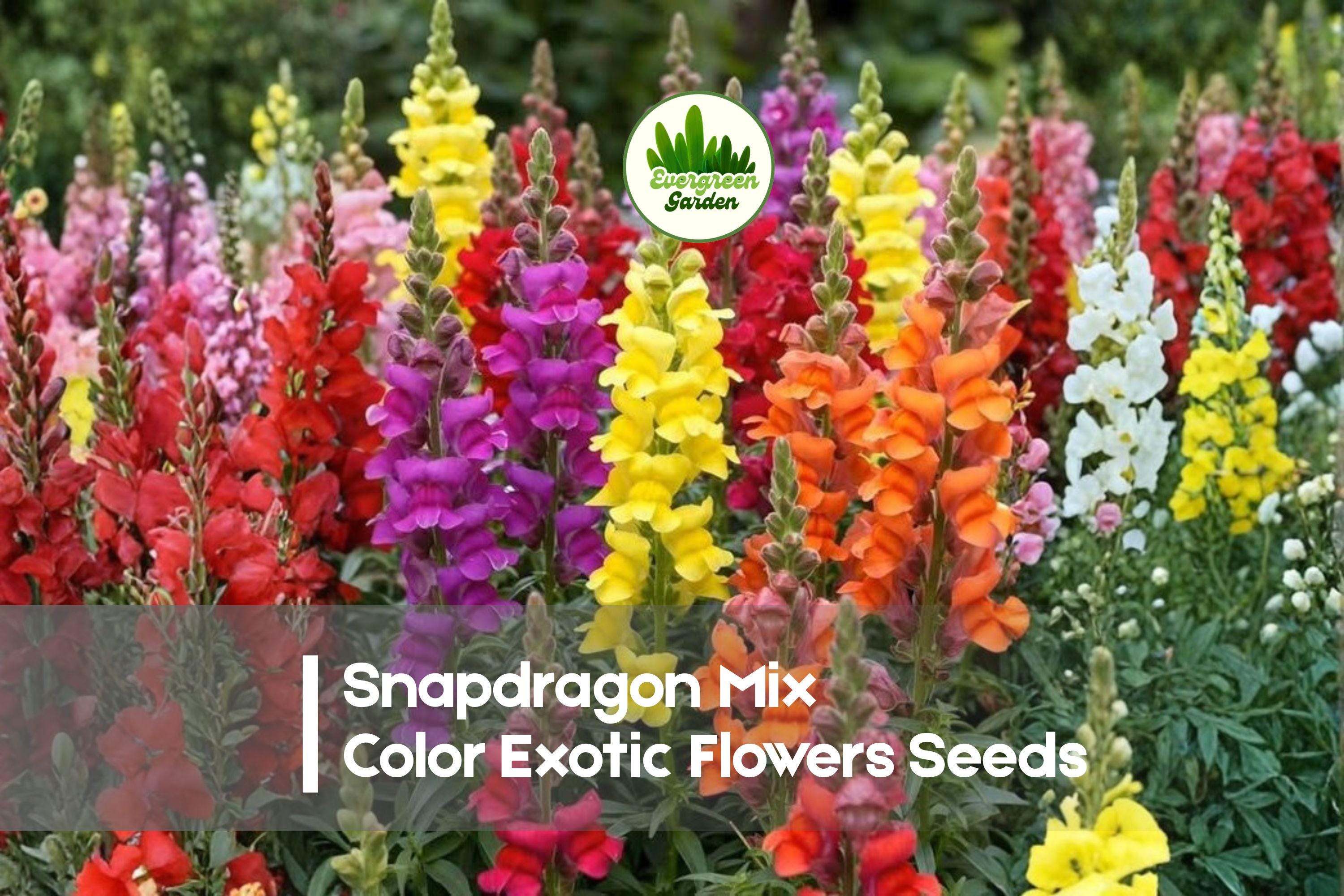 250 Snapdragon Seeds Mix Color - Antirrhinum majus, Vibrant Flower Seeds for Borders, Containers & Cut Flowers