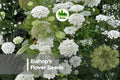100 Bishop's Flower Seeds - Orlaya grandiflora, White Lace-like Blooms, Annual for Gardens, Borders & Cut Flowers