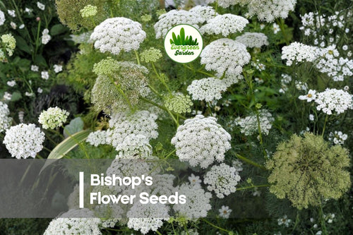 100 Bishop's Flower Seeds - Orlaya grandiflora, White Lace-like Blooms, Annual for Gardens, Borders & Cut Flowers