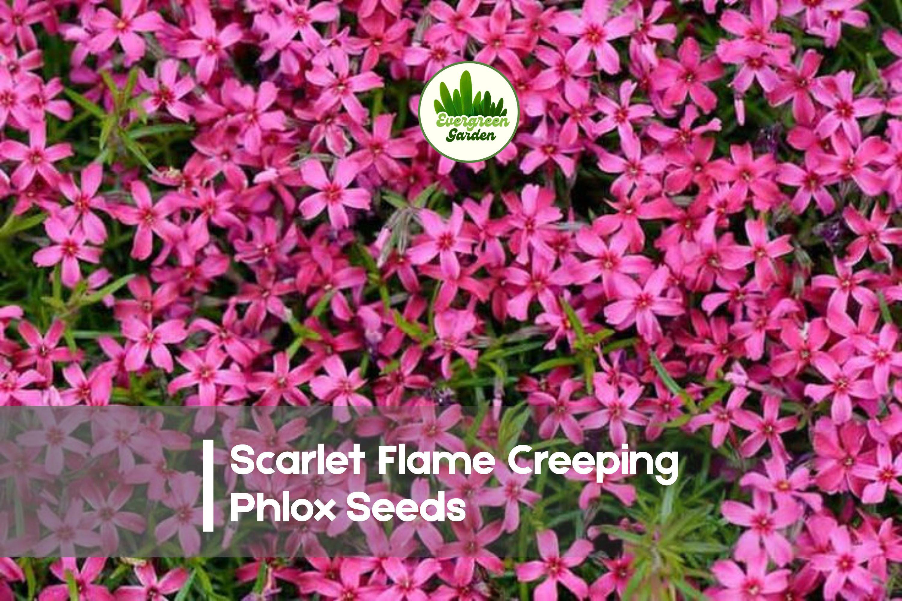 Scarlet Flame Creeping Phlox Seeds | Groundcover Perennial | Bright Scarlet-Red Blooms | Phlox subulata