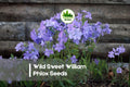 Wild Sweet William Phlox Seeds – 100+ Pink, Purple & White Flowering Perennial – Phlox maculata for Cottage Gardens & Pollinator Attracting