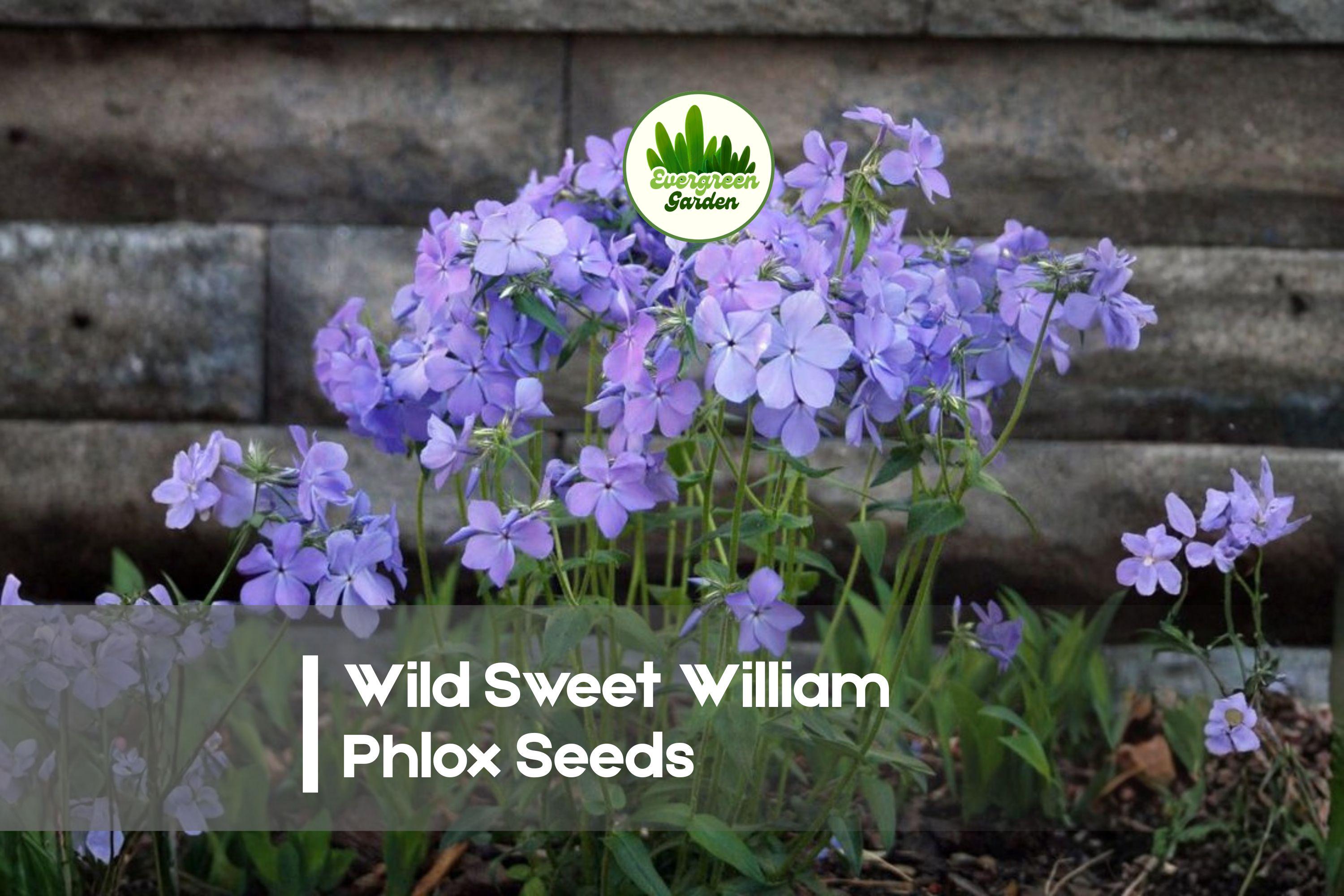 Wild Sweet William Phlox Seeds – 100+ Pink, Purple & White Flowering Perennial – Phlox maculata for Cottage Gardens & Pollinator Attracting