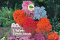 Tall Mix Phlox Seeds – Perennial Flower Seeds for Borders, Cut Flowers, Pollinator Gardens, Phlox paniculata, Mixed Colors