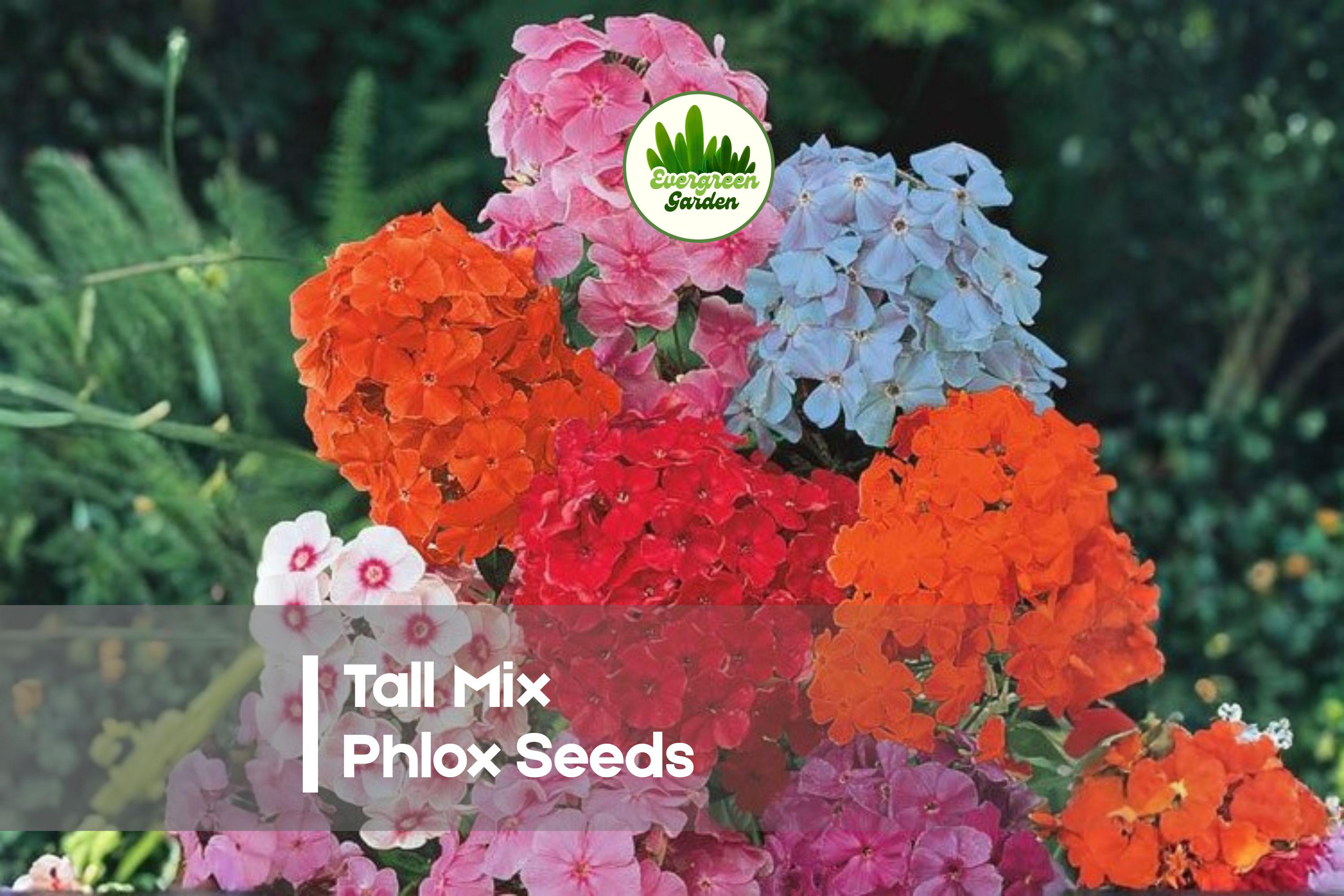 Tall Mix Phlox Seeds – Perennial Flower Seeds for Borders, Cut Flowers, Pollinator Gardens, Phlox paniculata, Mixed Colors