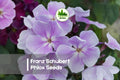 100+ Franz Schubert Phlox Seeds – Perennial Lavender-Pink Blooms, Fragrant, Easy to Grow, Pollinator-Friendly, Phlox paniculata
