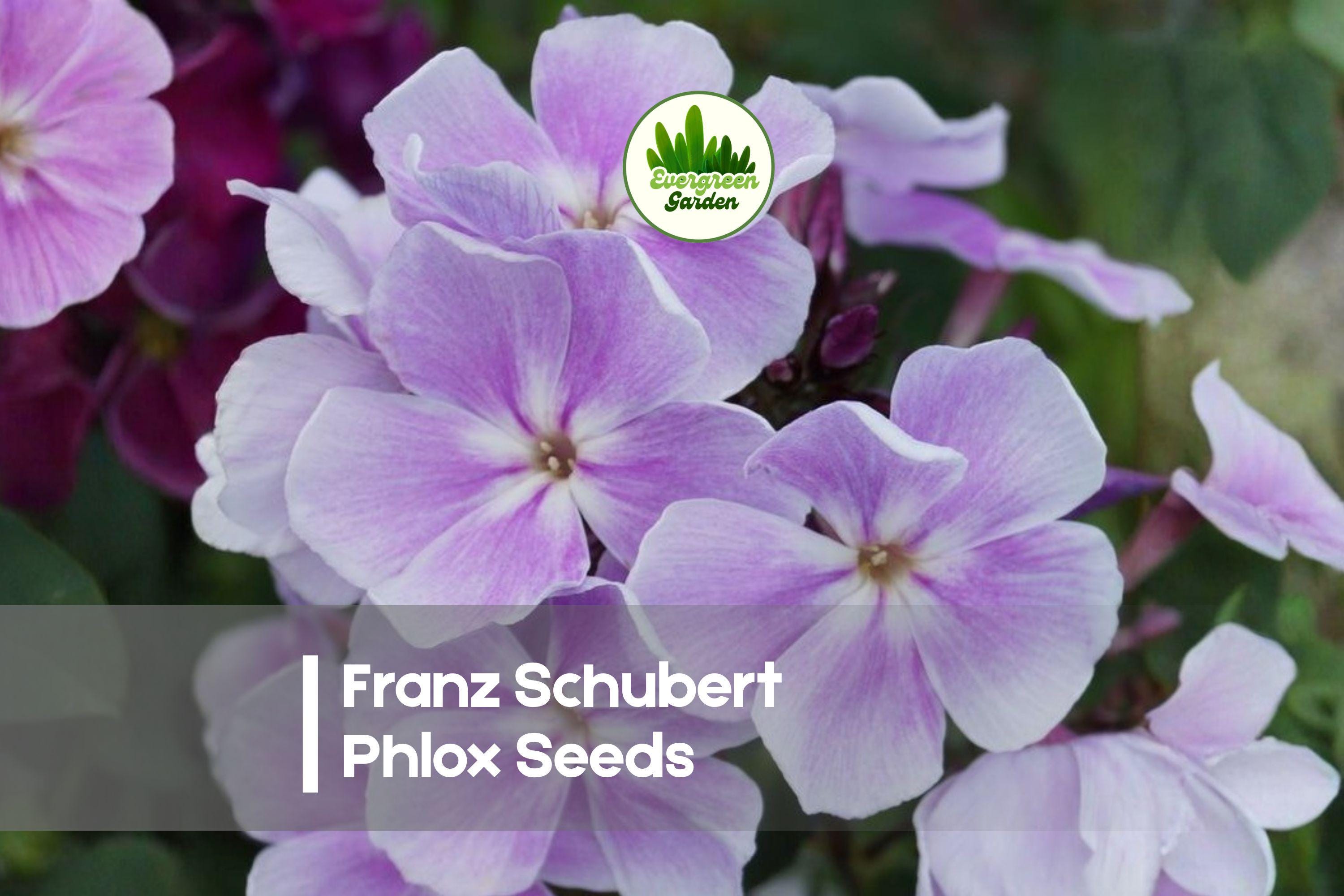 100+ Franz Schubert Phlox Seeds – Perennial Lavender-Pink Blooms, Fragrant, Easy to Grow, Pollinator-Friendly, Phlox paniculata