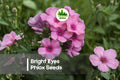 Bright Eyes Phlox Seeds – 100+ Light Pink Blooms with Rose Centers, Perennial Flower, Phlox paniculata, Cottage Garden, Pollinator Attractant