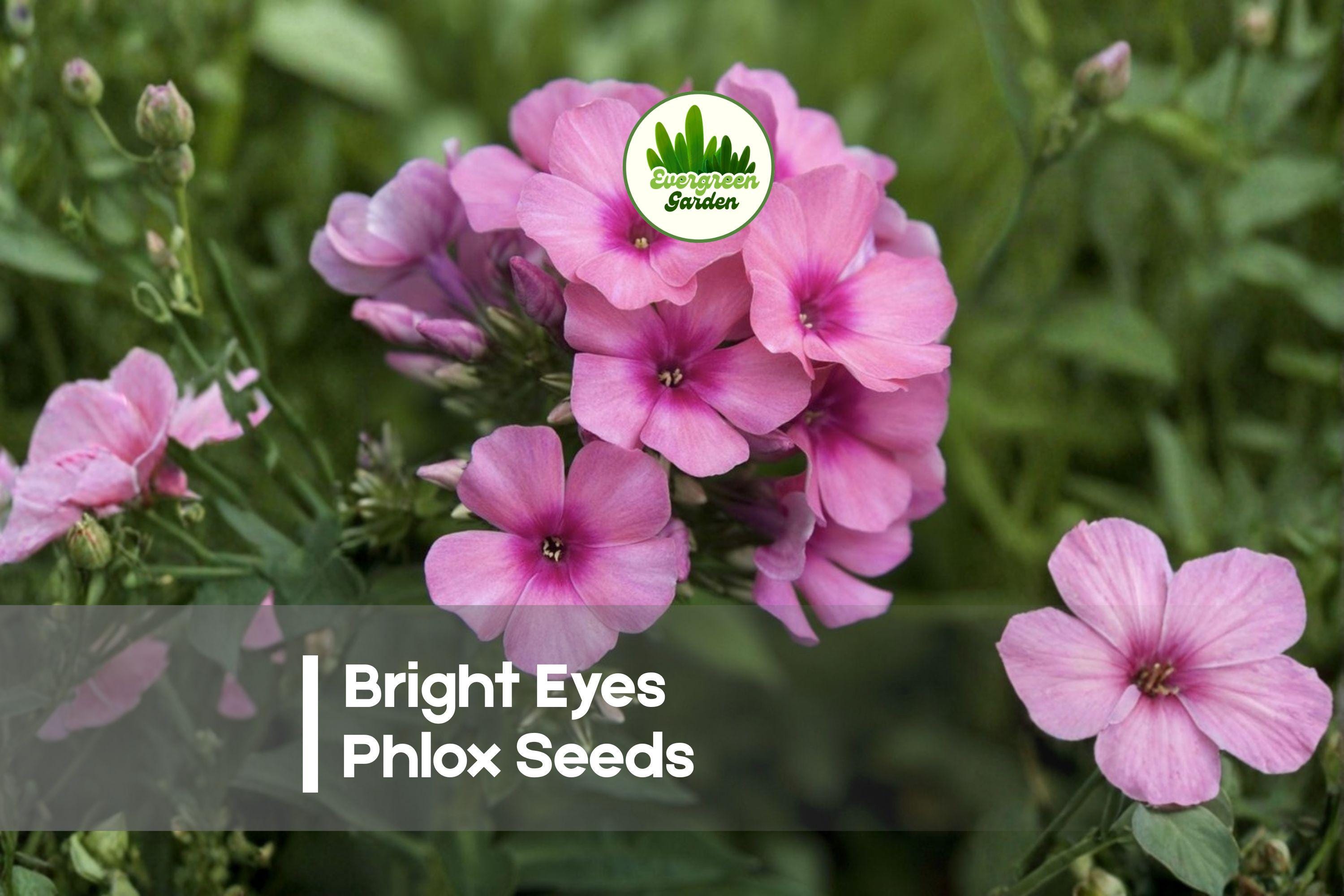 Bright Eyes Phlox Seeds – 100+ Light Pink Blooms with Rose Centers, Perennial Flower, Phlox paniculata, Cottage Garden, Pollinator Attractant