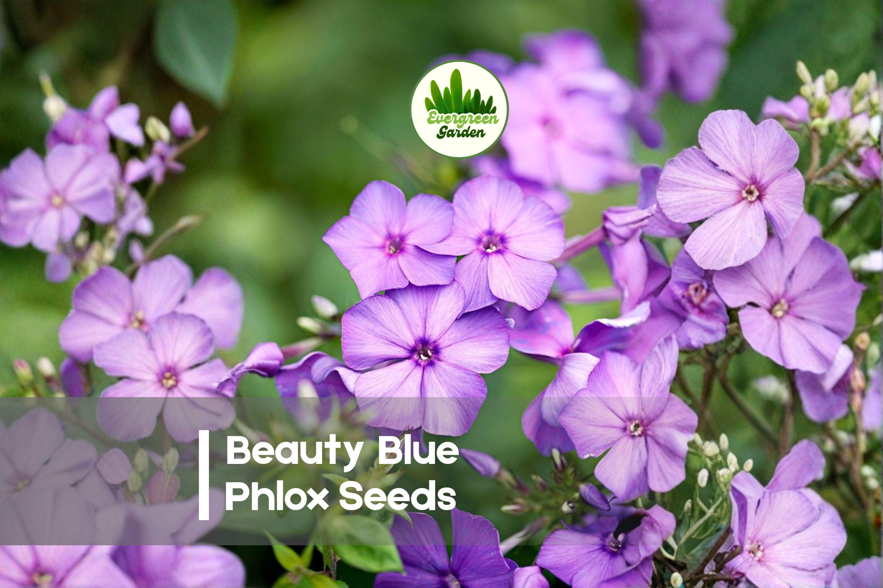 100+ Beauty Blue Phlox Seeds – Perennial Flower, Sky Blue Blooms, Attracts Pollinators, Phlox paniculata