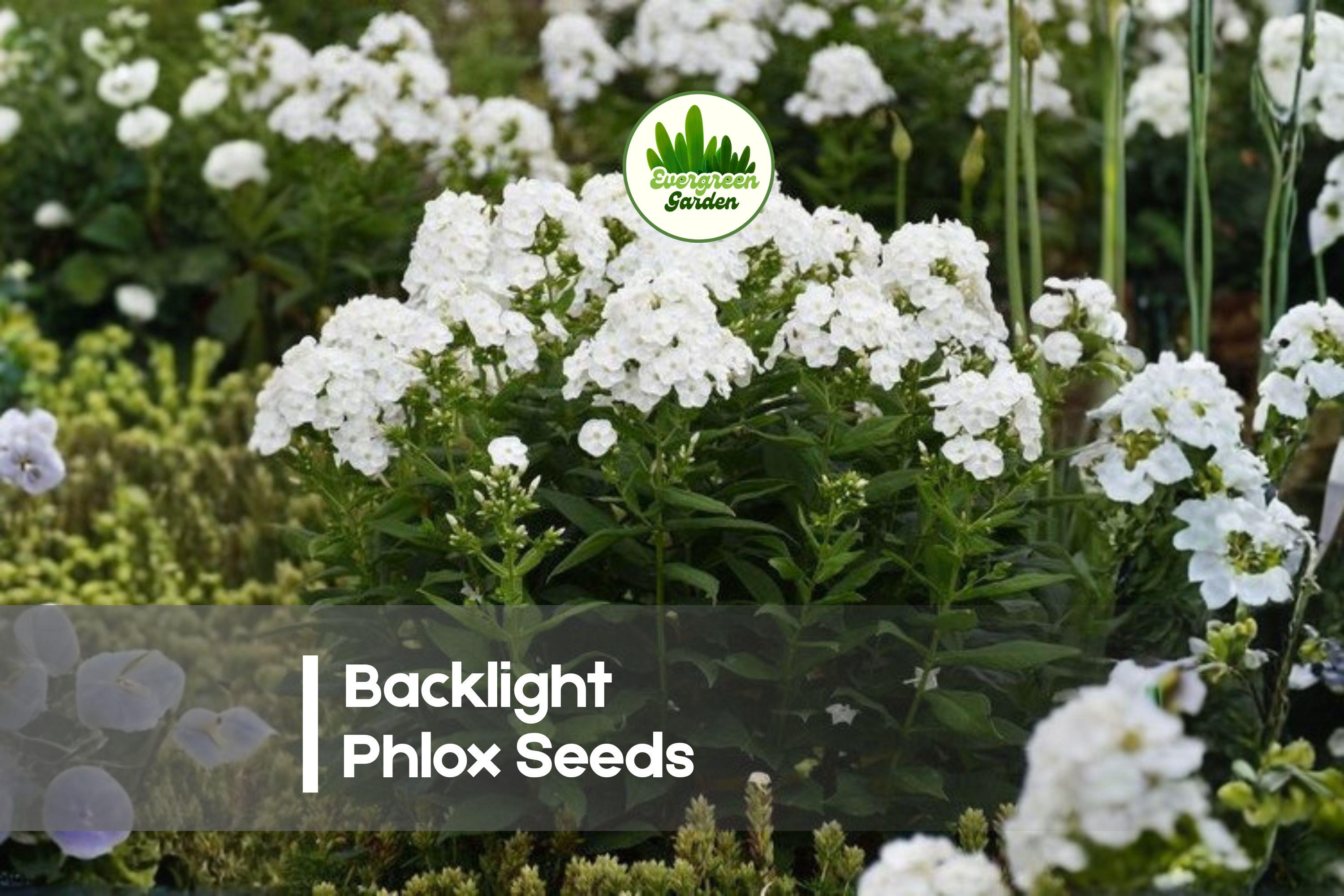 Backlight Phlox Seeds – 100+ White with Blush Fragrant Perennial Flowers for Borders, Cottage Gardens, Pollinator Gardens, Phlox paniculata