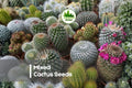 100 Mixed Cactus Seeds Pack | Assorted Succulent Varieties for Indoor & Outdoor Growing | Drought-Tolerant, Easy to Grow