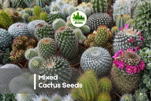 100 Mixed Cactus Seeds Pack | Assorted Succulent Varieties for Indoor & Outdoor Growing | Drought-Tolerant, Easy to Grow