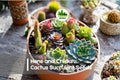 30 Hens and Chicks Succulent Seeds | Rosette-Style Sempervivum Varieties for Indoor Pots & Rock Gardens