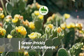 50 Green Prickly Pear Cactus Seeds - Opuntia spp. Drought-Tolerant, Indoor & Outdoor, Desert Garden, Paddle-Shaped Pads