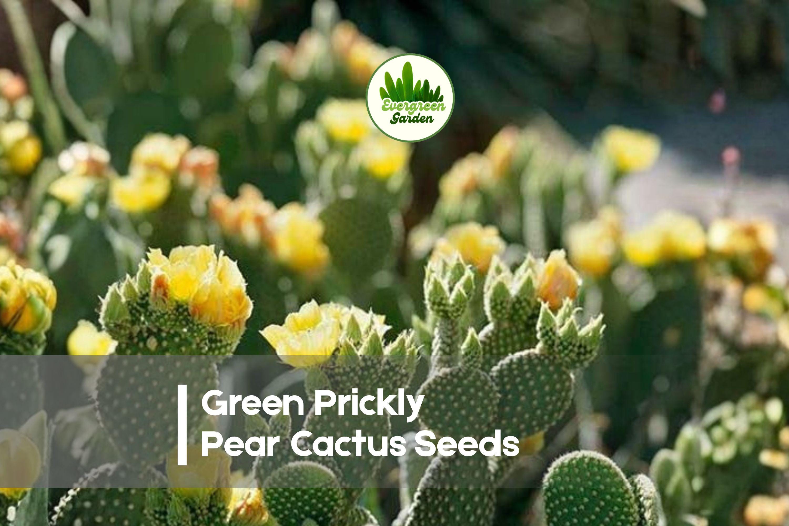 50 Green Prickly Pear Cactus Seeds - Opuntia spp. Drought-Tolerant, Indoor & Outdoor, Desert Garden, Paddle-Shaped Pads