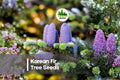 Korean Fir Tree Seeds - Abies koreana - Evergreen Conifer with Blue-Purple Cones - 20 Pack