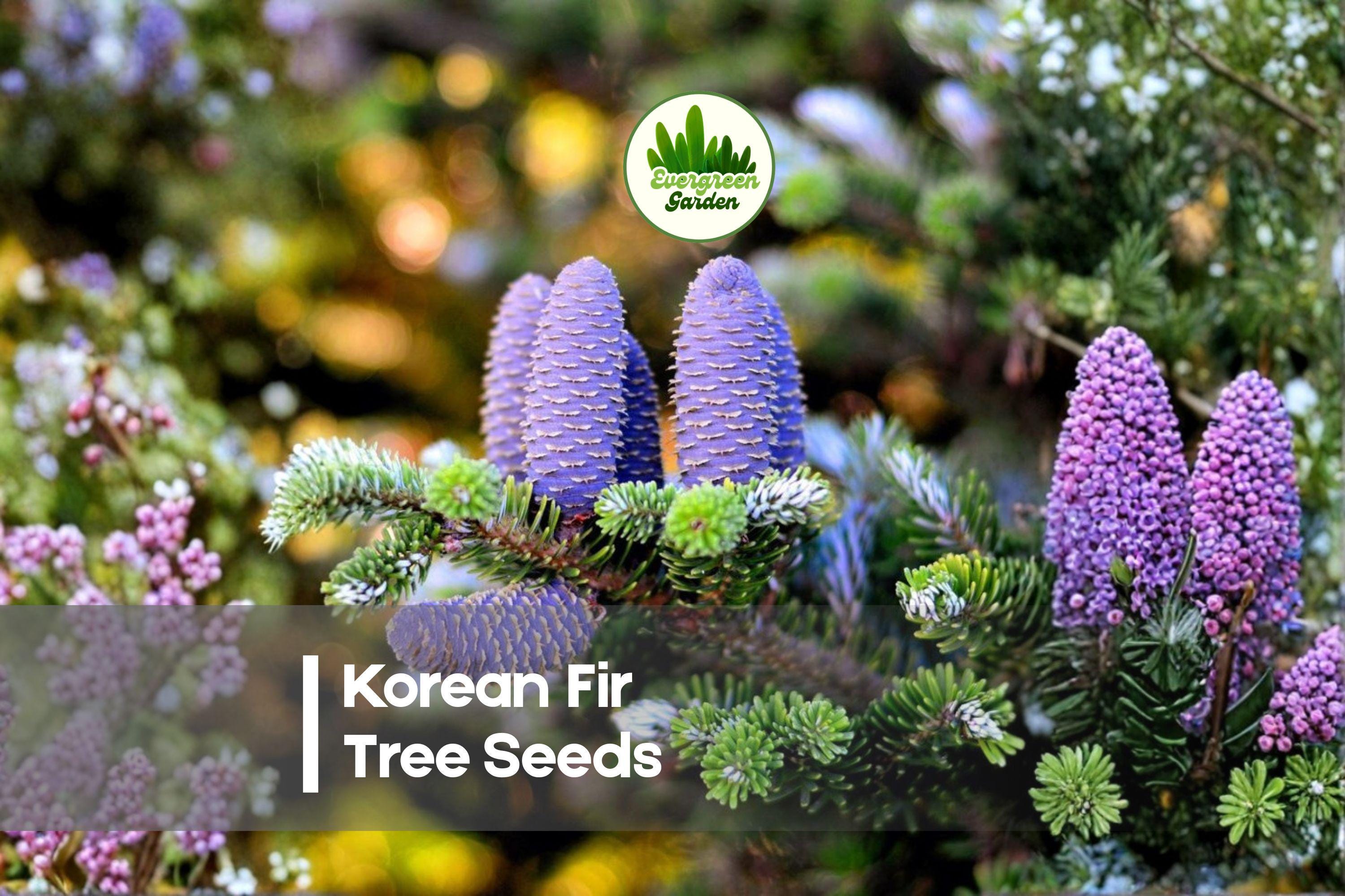 Korean Fir Tree Seeds - Abies koreana - Evergreen Conifer with Blue-Purple Cones - 20 Pack