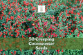 50 Creeping Cotoneaster Seeds | Groundcover Shrub | Cotoneaster adpressus | Ornamental, Drought-Tolerant, Red Berries