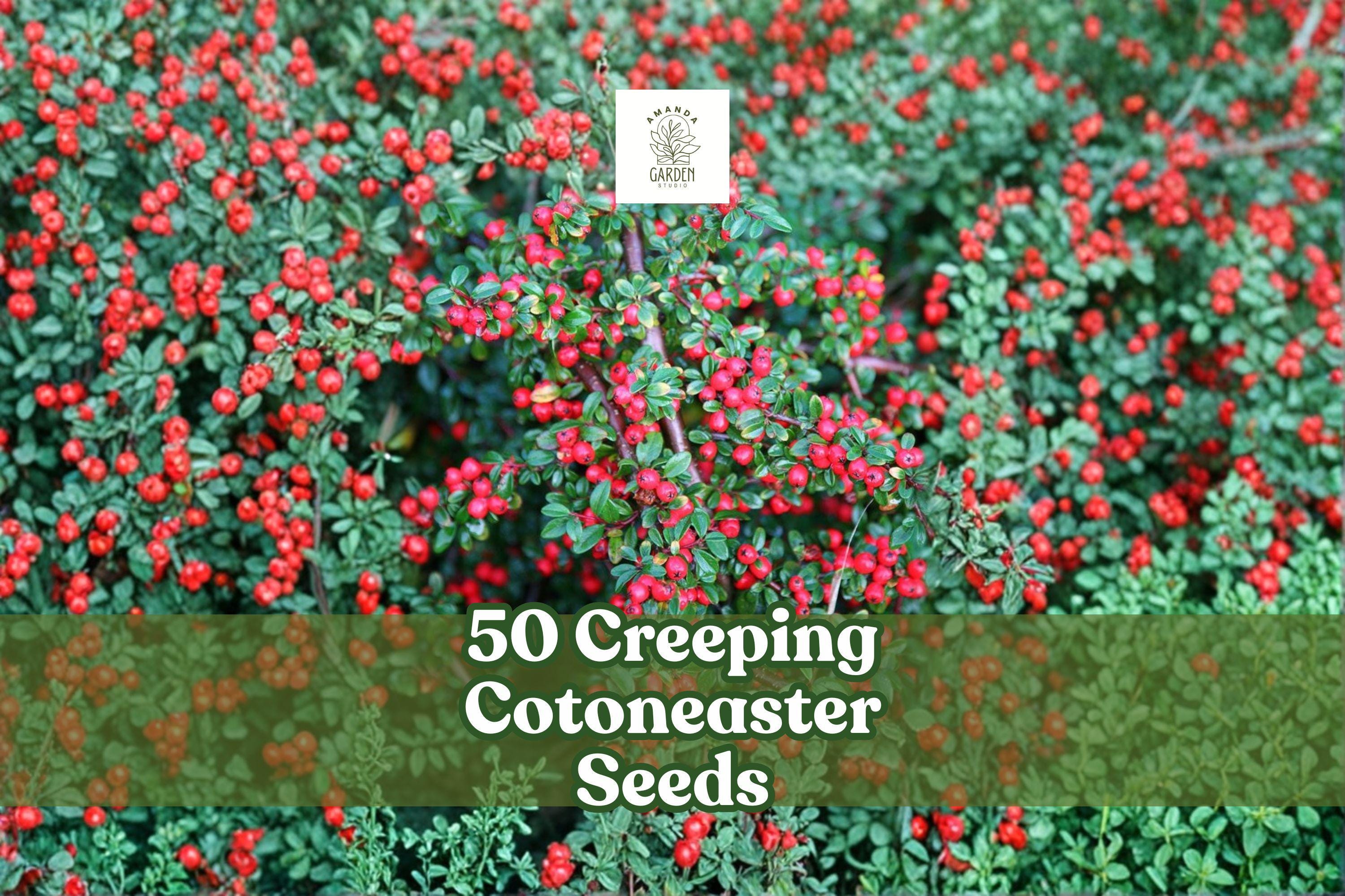 50 Creeping Cotoneaster Seeds | Groundcover Shrub | Cotoneaster adpressus | Ornamental, Drought-Tolerant, Red Berries