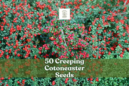 50 Creeping Cotoneaster Seeds | Groundcover Shrub | Cotoneaster adpressus | Ornamental, Drought-Tolerant, Red Berries