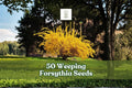 50 Forsythia suspensa Seeds | Weeping Forsythia Flowering Shrub | Yellow Spring Blooms | Ornamental Garden Plant
