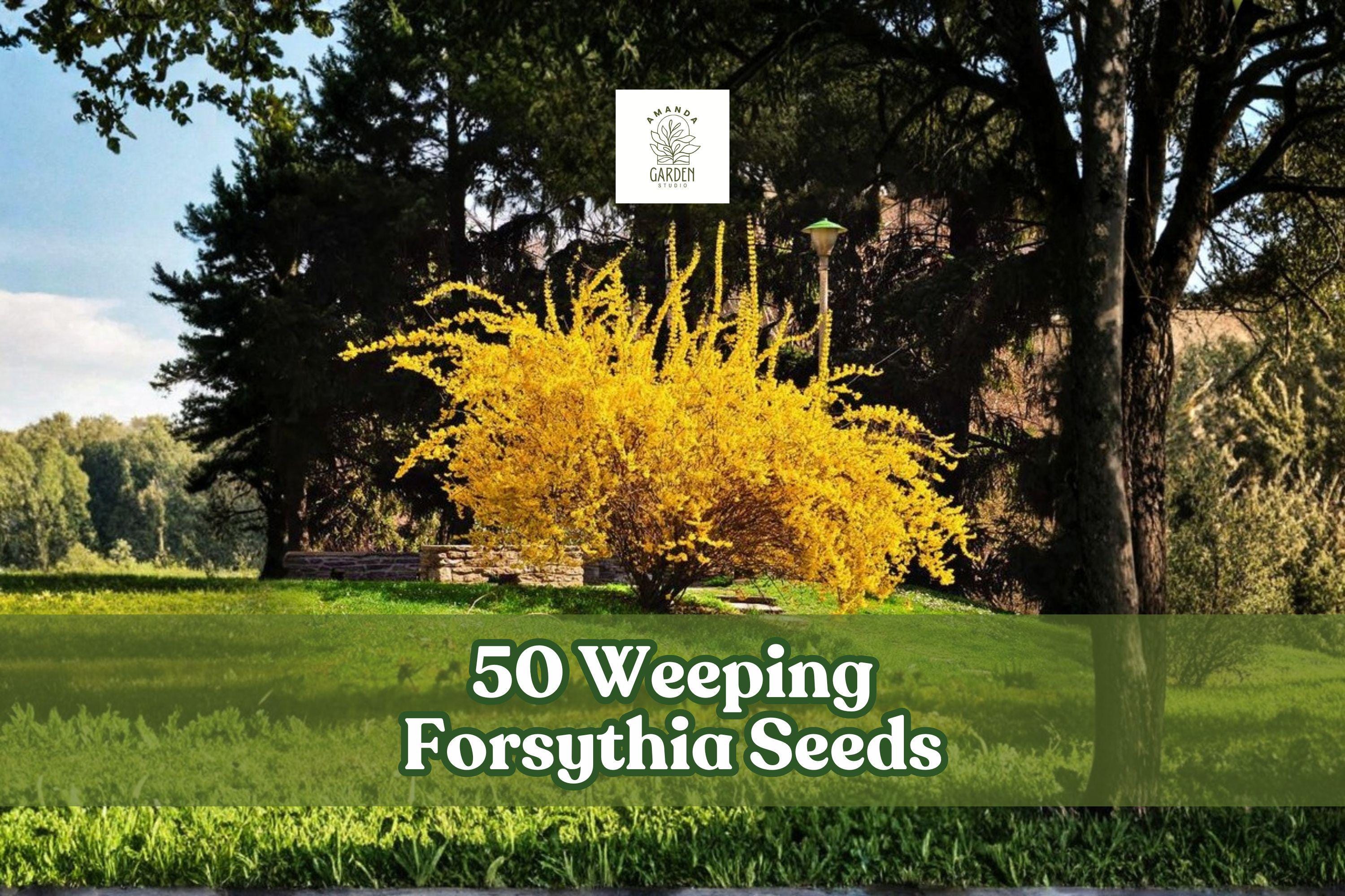50 Forsythia suspensa Seeds | Weeping Forsythia Flowering Shrub | Yellow Spring Blooms | Ornamental Garden Plant