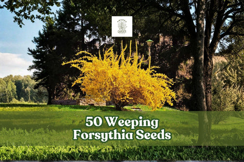 50 Forsythia suspensa Seeds | Weeping Forsythia Flowering Shrub | Yellow Spring Blooms | Ornamental Garden Plant