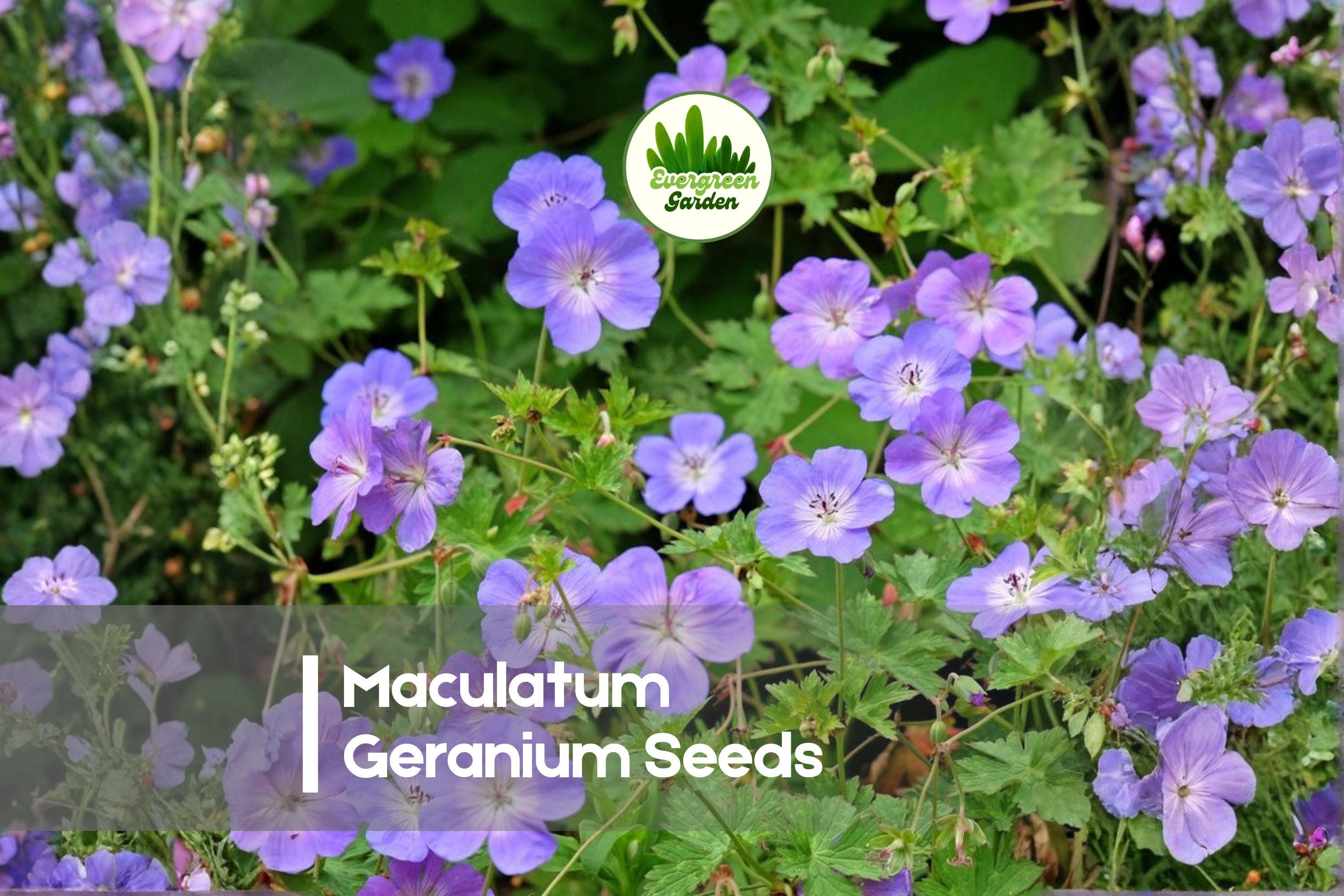 25+ Geranium maculatum Seeds | Wild Cranesbill Perennial Pink-Lavender Blooms for Gardens