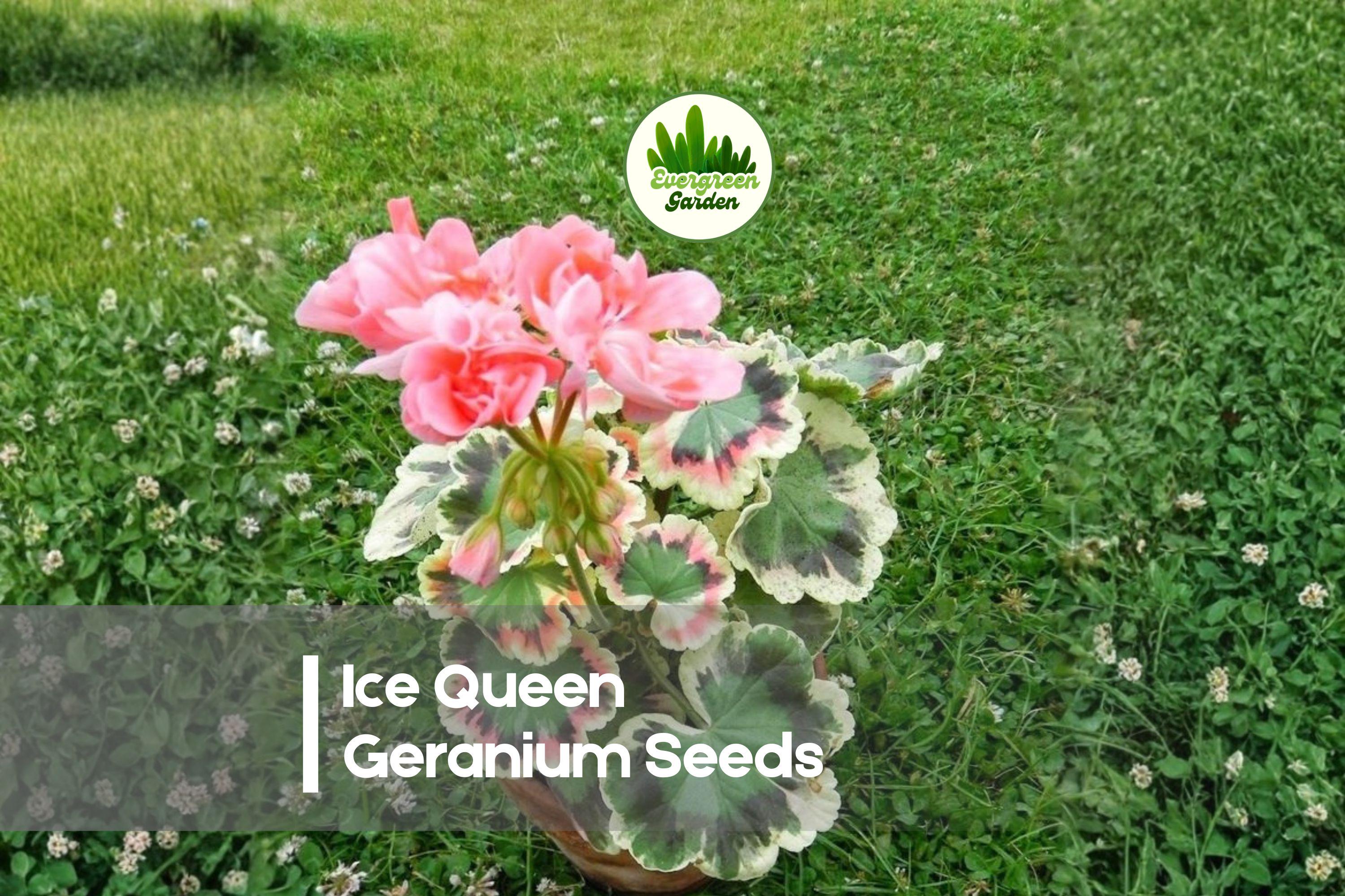 25+ Ice Queen Geranium Seeds - Hardy Perennial Geranium renardii with Silver-Green Foliage & Pink-Lavender Blooms
