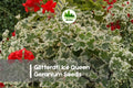 Glitterati Ice Queen Geranium Seeds – Variegated Ivy-Leaf Pelargonium peltatum for Hanging Baskets & Containers