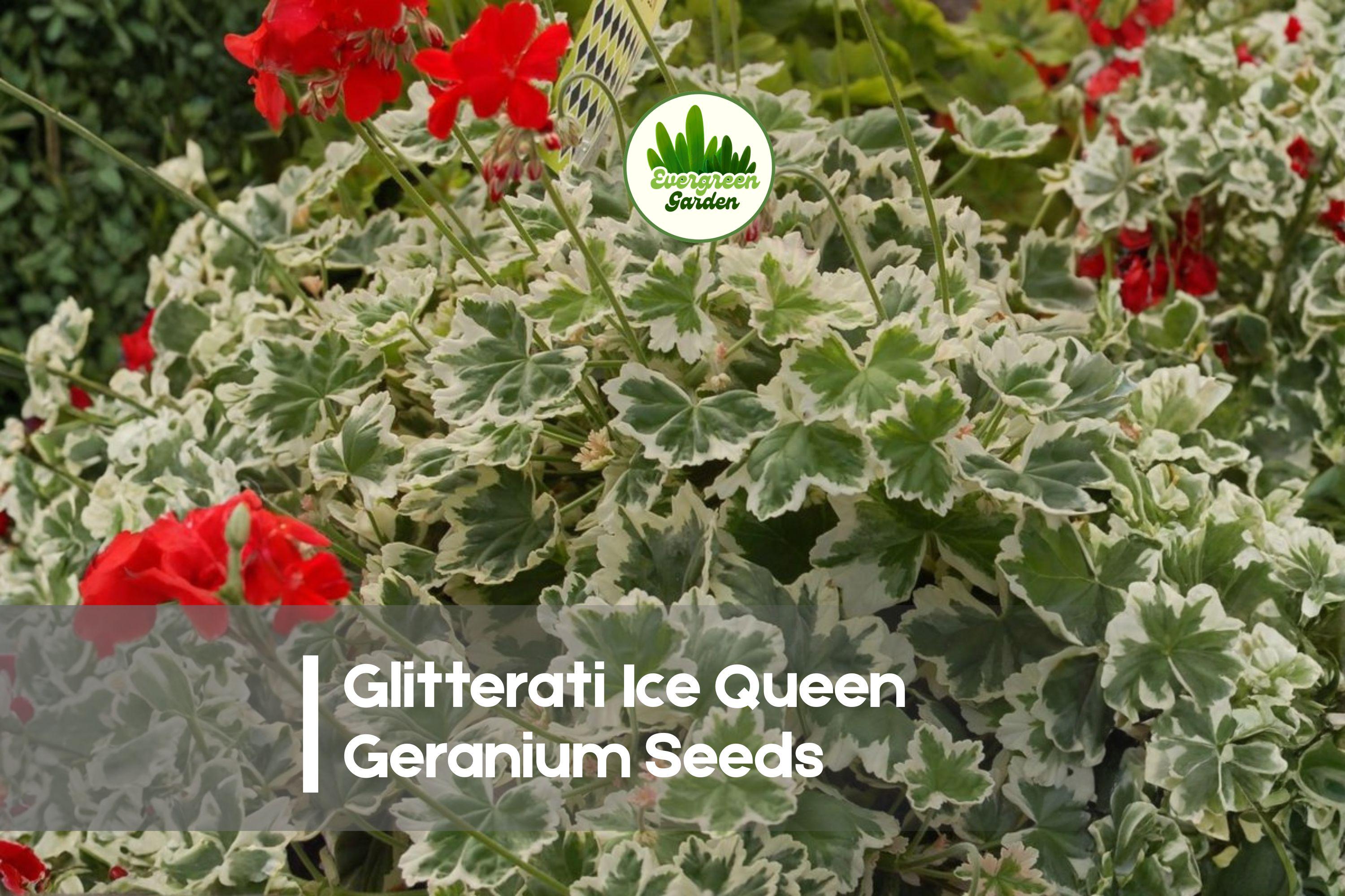 Glitterati Ice Queen Geranium Seeds – Variegated Ivy-Leaf Pelargonium peltatum for Hanging Baskets & Containers