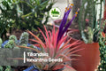 10 Tillandsia ionantha Seeds - Mini Bromeliad Air Plant for Terrariums & Indoor Decor