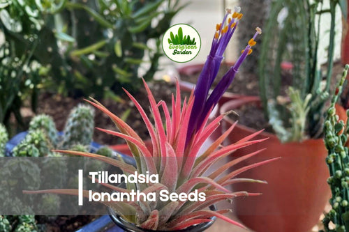 10 Tillandsia ionantha Seeds - Mini Bromeliad Air Plant for Terrariums & Indoor Decor