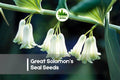 30 Great Solomon’s Seal Seeds – Polygonatum biflorum Native Woodland Perennial for Shade Gardens and Naturalized Areas
