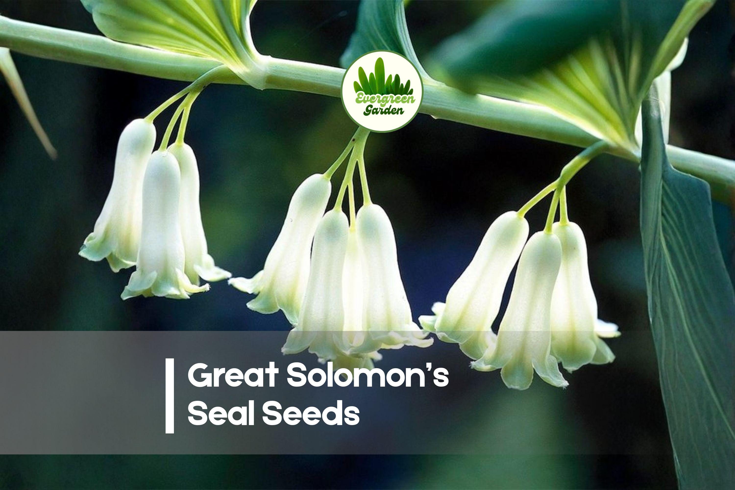 30 Great Solomon’s Seal Seeds – Polygonatum biflorum Native Woodland Perennial for Shade Gardens and Naturalized Areas