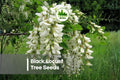 Black Locust Tree Seeds – Robinia pseudoacacia, Fast-Growing, Hardy, Fragrant White Flowers, Erosion Control, Reforestation, Landscaping