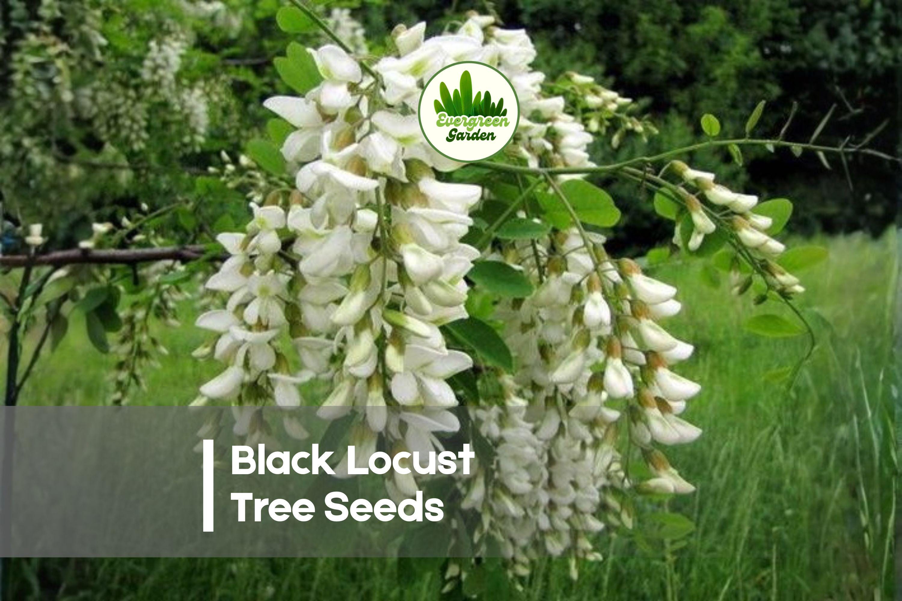 Black Locust Tree Seeds – Robinia pseudoacacia, Fast-Growing, Hardy, Fragrant White Flowers, Erosion Control, Reforestation, Landscaping