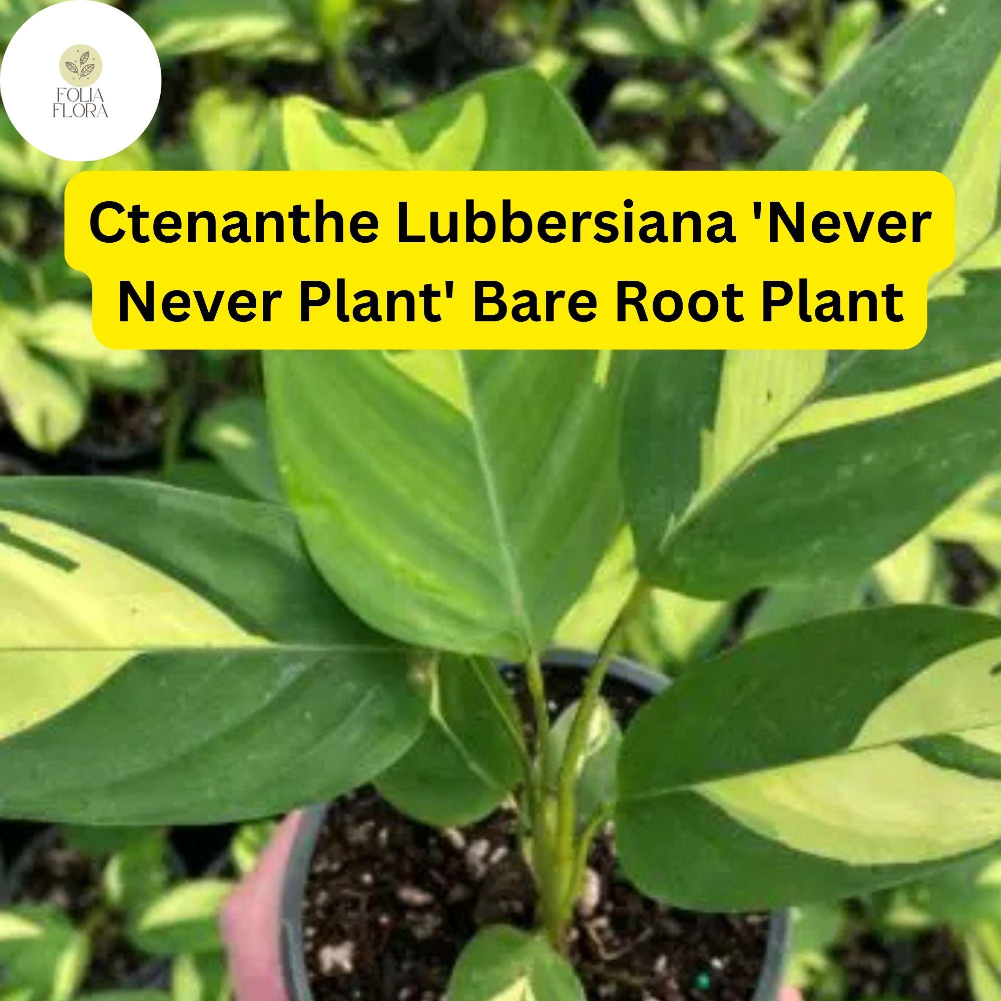 Ctenanthe lubbersiana ‘Never Never Plant’ | Variegated Indoor Houseplant | Easy Care, Air-Purifying, Live Bare Root