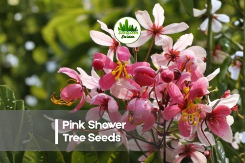 10 Pink Shower Tree Seeds – Cassia grandis Tropical Ornamental Tree with Pink Cascading Blooms for Gardens and Landscapes