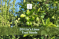 20+ Lia’s Lime Tree Seeds | Non-GMO Citrus aurantiifolia | Fast-Growing Key Lime Fruit Tree for Container Gardening
