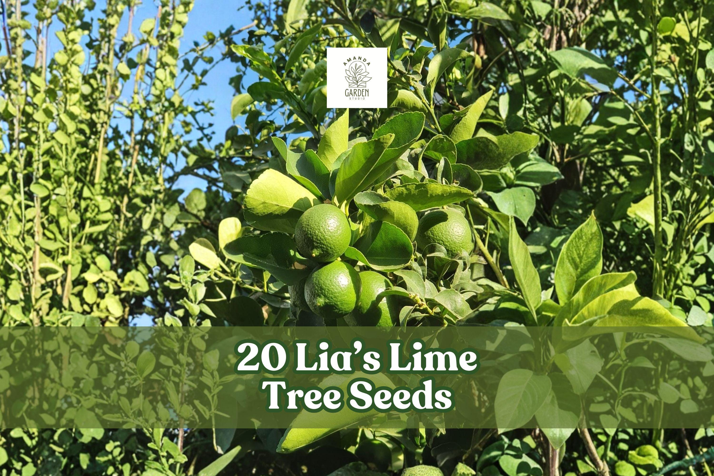 20+ Lia’s Lime Tree Seeds | Non-GMO Citrus aurantiifolia | Fast-Growing Key Lime Fruit Tree for Container Gardening
