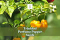 Trinidad Perfume Pepper Seeds – Capsicum chinense, Mild Caribbean Flavor, Non-GMO, 10 Seeds for Garden, Greenhouse & Pot Cultivation