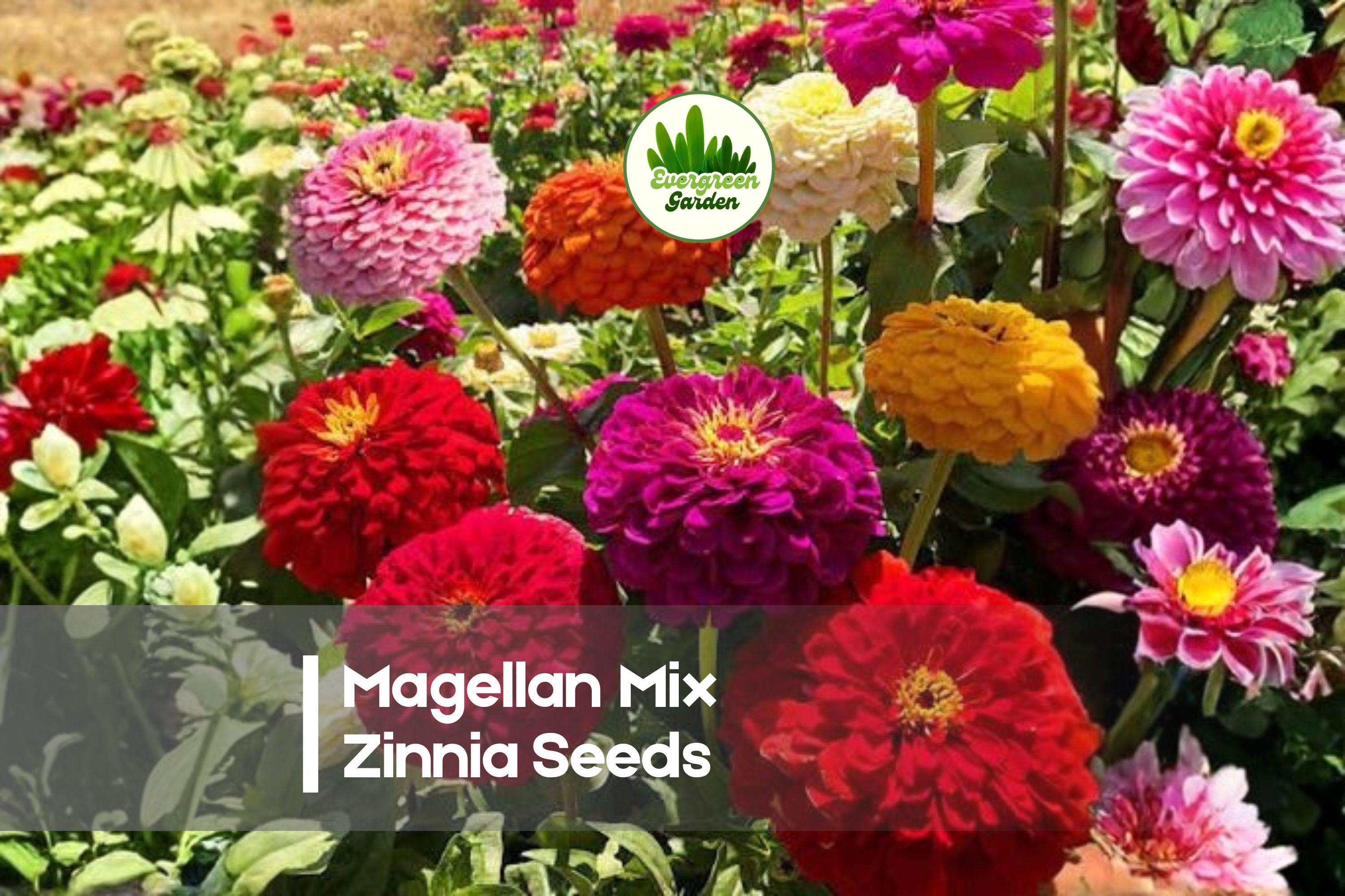 100+ Magellan Mix Zinnia Seeds - Bright Multi-Color Double Blooms, Compact Annual Flower for Borders & Cut Flowers, Zinnia elegans
