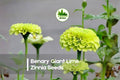 Benary Giant Lime Zinnia Seeds – Large Double Lime Green Blooms, Zinnia elegans, Annual Flower for Borders & Cut Flowers