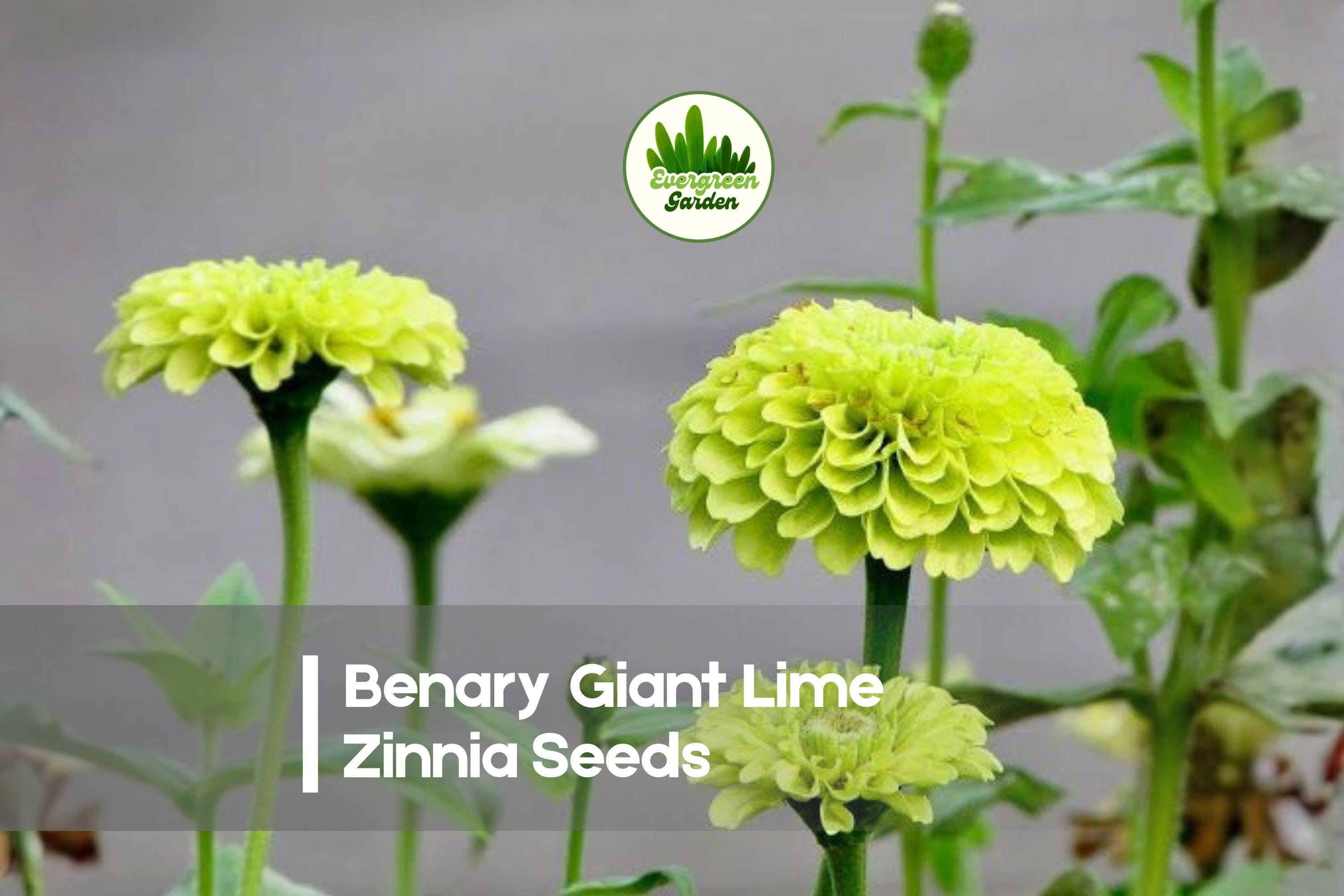 Benary Giant Lime Zinnia Seeds – Large Double Lime Green Blooms, Zinnia elegans, Annual Flower for Borders & Cut Flowers