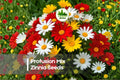 100+ Profusion Mix Zinnia Seeds – Bright Colorful Annual Flowers for Gardens & Containers – Zinnia hybrida