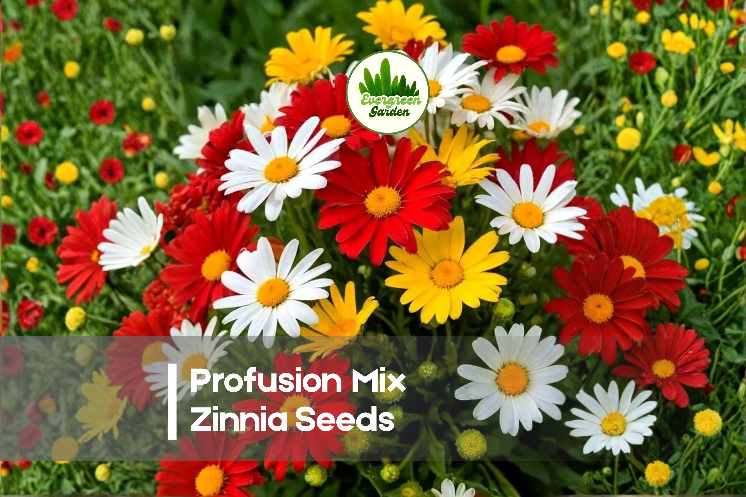 100+ Profusion Mix Zinnia Seeds – Bright Colorful Annual Flowers for Gardens & Containers – Zinnia hybrida