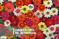 100+ Zahara Bonfire Mix Zinnia Seeds – Bright Orange, Yellow & Red Blooms, Compact Annual, Zinnia marylandica, Garden, Border, Pot