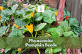 Phantomita Pumpkin Seeds, Rare Heirloom Cucurbita pepo, Ornamental & Edible Squash, Exotic Multi-Color Fruit, 10 Seeds