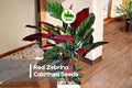 Red Zebrina Calathea Seeds – Tropical Foliage Plant with Striped Green Leaves and Red Undersides, Calathea spp.